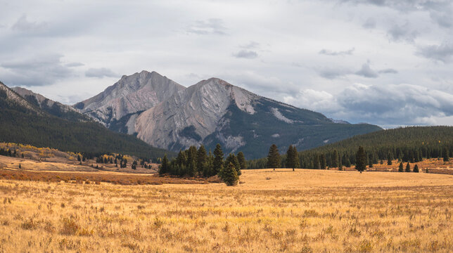 Maze mountain stands in the background of a wide open meadow of yellowing grass and a evergreen forest in Ya Ha Tinda Ranch in Alberta, Canada