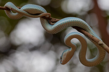 Trimeresurus Insularis, Pit Viper From Nusa Tenggara Island
