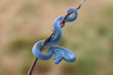 Trimeresurus Insularis, Pit Viper From Nusa Tenggara Island