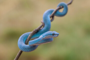 Trimeresurus Insularis, Pit Viper From Nusa Tenggara Island