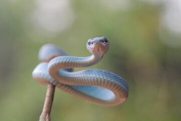 Trimeresurus Insularis, Pit Viper From Nusa Tenggara Island