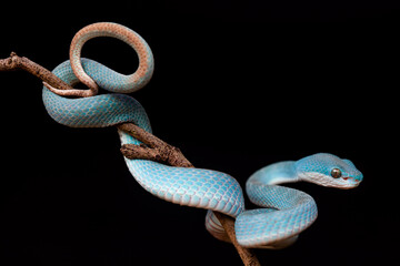 Trimeresurus Insularis, Pit Viper From Nusa Tenggara Island