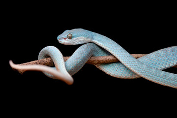 Trimeresurus Insularis, Pit Viper From Nusa Tenggara Island
