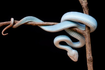 Obraz premium Trimeresurus Insularis, Pit Viper From Nusa Tenggara Island