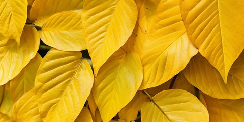 Close up Golden leaved liana for background.