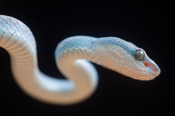Trimeresurus Insularis, Pit Viper From Nusa Tenggara Island