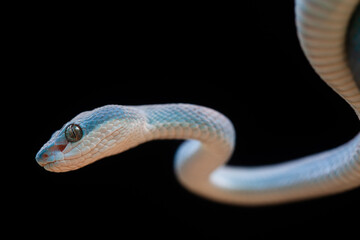 Trimeresurus Insularis, Pit Viper From Nusa Tenggara Island
