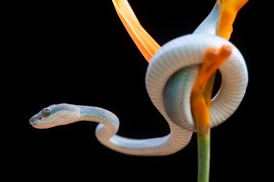 Trimeresurus Insularis, Pit Viper From Nusa Tenggara Island