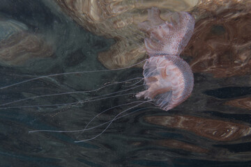 Luminescent jellyfish, Pink jellyfish, Mauve stinger, Purplestriped jelly or Purple jellyfish...