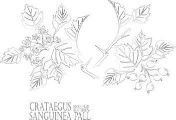 Blood red Hawthorn fruits and flowers vector contour. Crataegus sanguinea Pall outline. Set of medicinal Crataegus sanguinea in Line for pharmaceuticals and cooking. Contour drawing of medicinal herbs