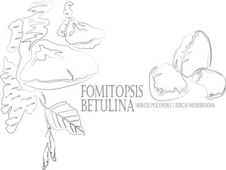 Birch mushroom or Birch Polypore vector contour. Fomitopsis betulina outline. Set of medicinal Fomitopsis betulina in Line for pharmaceuticals and cooking. Contour drawing of medicinal herbs