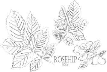 Rosehip leafs and flowers vector contour. Rosa plant outline. Set of medicinal rosehip fruits in Line for pharmaceuticals. Contour drawing of medicinal herbs