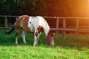 Naklejka na ściany i meble Horse farm. Horses grazing at sunset in a field. Rural farm landscape.