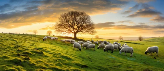 Zelfklevend Fotobehang UK farm with sheep grazing in a green field at sunset in winter © 2rogan