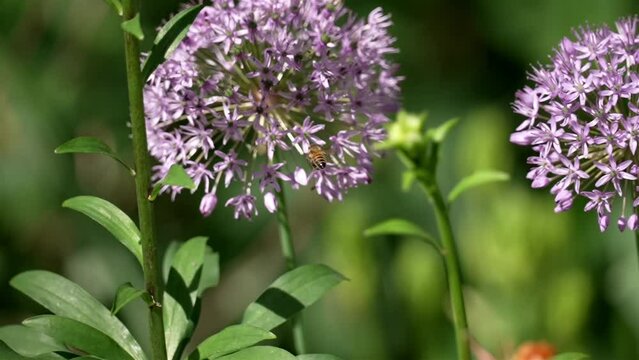Honey bee sways flying back and forth to match movement of large circular sphere bundle of pink white flowers