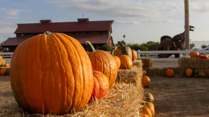 Pumpkins in a pumpkin patch in October