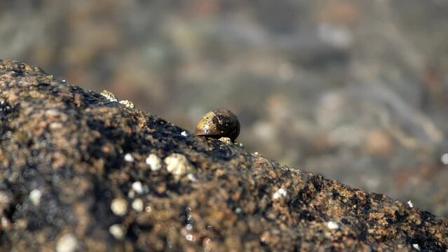 Small limpet snail latched onto rock by lake shore, shimmering water behind