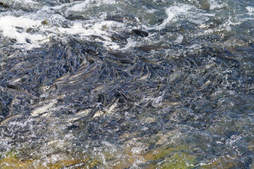 Flying fishes ( inci Kefali) are migrating from Lake to river for spawning at Van, Turkey
The pearl mullets are on the way to the river for spawning.