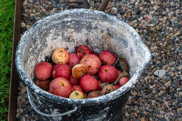 Bucket with apples gone bad starting to rot