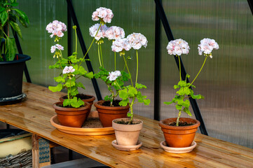 Beautiful geranium flower with pink color in greenhouse