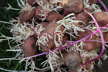 old last year's potatoes - sprouts and spoiled tubers