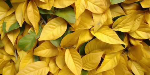 Close up Golden leaved liana for background.
