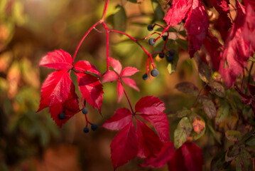 Multi-colored leaves of wild grapes in autumn