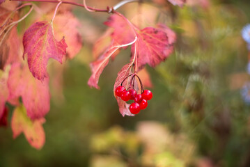 Branch with viburnum berries in autumn