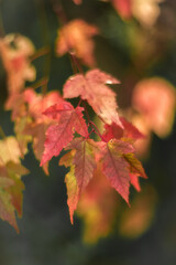 Colorful autumn leaves in the forest