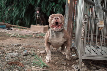 American Pitbull, American Bully The dog is fierce and strong. The owner is barking and acting fiercely, being chained.