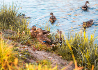 Ducks on the shore of the pond