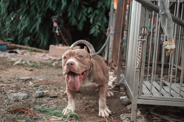 American Pitbull, American Bully The dog is fierce and strong. The owner is barking and acting...
