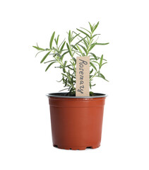 Aromatic green potted rosemary isolated on white