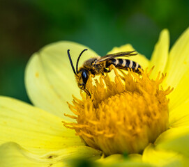 Great banded furrow-bee on a dahlia blossom