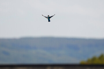 kingfisher in flight over a lake looking for food