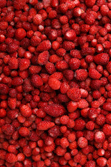 Many fresh wild strawberries as background, top view