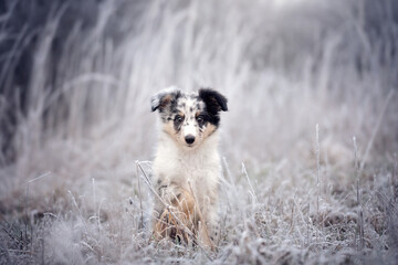 Sheltie Puppy