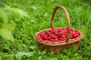 Fototapeta na wymiar Wicker basket with ripe raspberries on green grass outdoors. Space for text