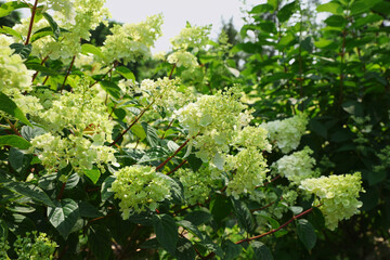 Beautiful hydrangea with blooming white flowers growing in garden