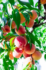 Fresh peaches on the tree. Juicy peaches