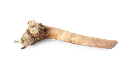 One fresh horseradish root isolated on white