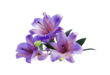 Amazing lily flowers in blue and violet colors isolated on white