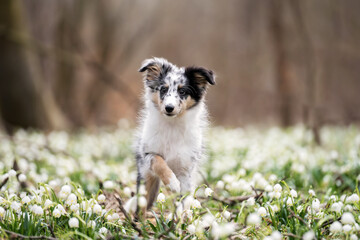 Frühling Sheltie