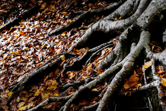 Beech forest in autumn time in the Grevolosa forest in the Llancers mountain range in the Osona region in the province of Barcelona in Catalonia Spain