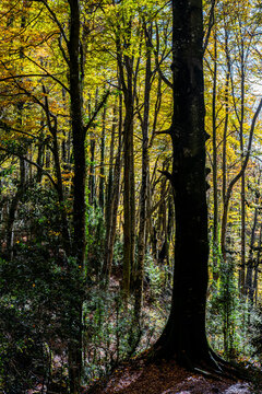 Beech forest in autumn time in the Grevolosa forest in the Llancers mountain range in the Osona region in the province of Barcelona in Catalonia Spain