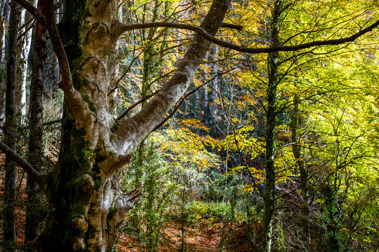 Beech forest in autumn time in the Grevolosa forest in the Llancers mountain range in the Osona region in the province of Barcelona in Catalonia Spain