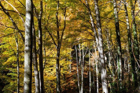 Beech forest in autumn time in the Grevolosa forest in the Llancers mountain range in the Osona region in the province of Barcelona in Catalonia Spain