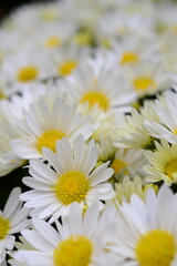 満開に咲いた白色の小菊です。