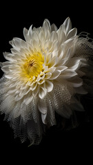 Close up, white chrysanthemum flower, generative AI.