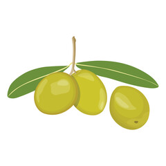 Vector illustration single or set of differents olives branch isolated. Olive fruit with leaves, agriculture product for healthy oil. Good illustration for label, menu, icon, symbol